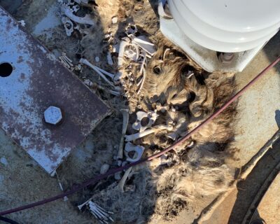 Protecting Electrical Equipment from Unwanted Critters